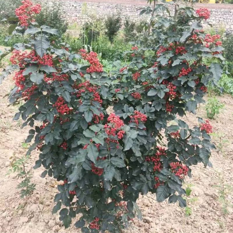 大红袍花椒苗批发基地直销花椒苗嫁接无刺花椒苗良心苗