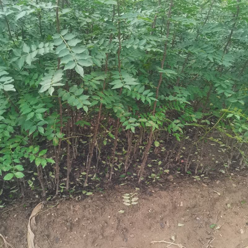 大红袍花椒苗批发基地直销花椒苗嫁接无刺花椒苗良心苗