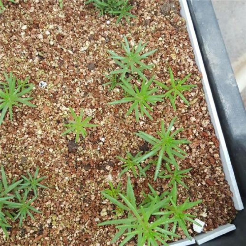 蛭石，有0-3跟3-6的规格，园艺一般以红蛭石为主，