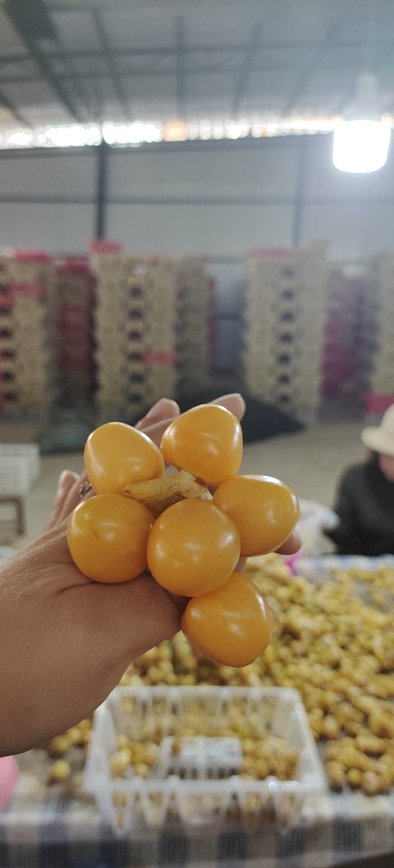 灯笼果，菇娘果一件代发供应所有平台渠道）
