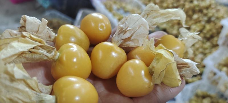 灯笼果，菇娘果一件代发供应所有平台渠道）