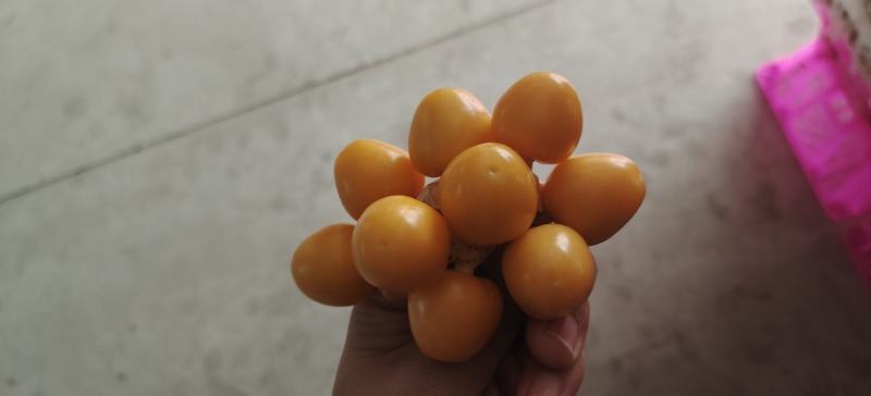 灯笼果，菇娘果一件代发供应所有平台渠道）