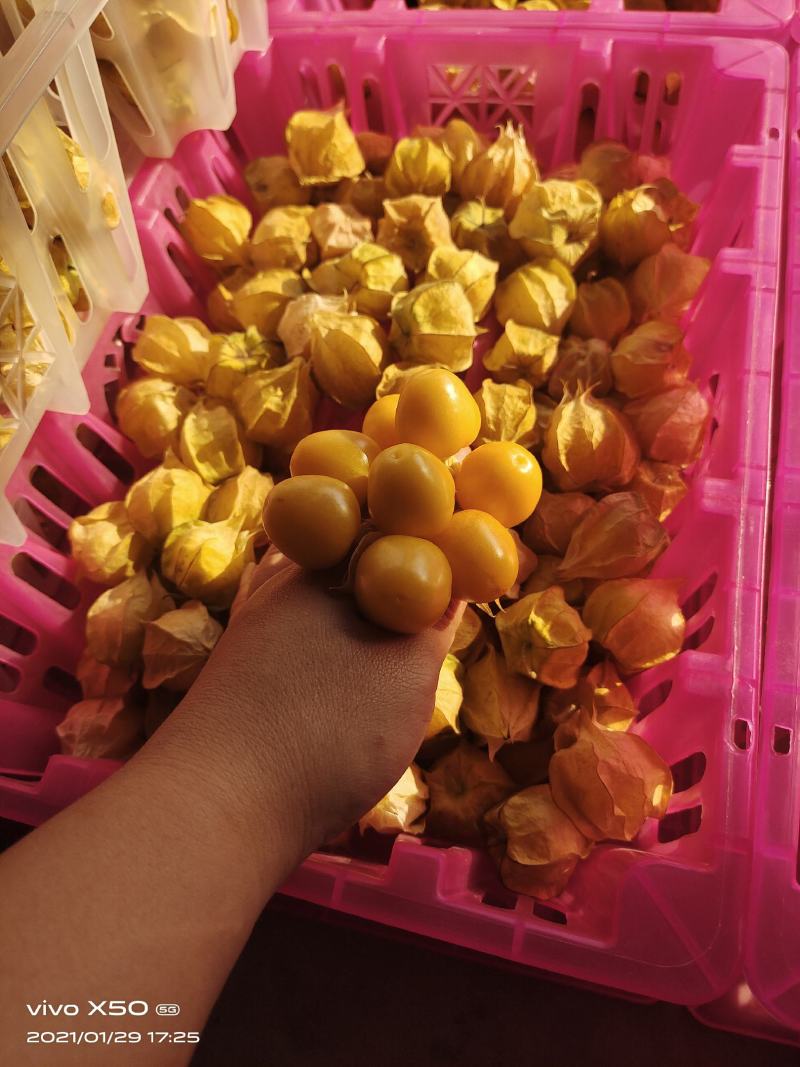灯笼果，菇娘果一件代发供应所有平台渠道）