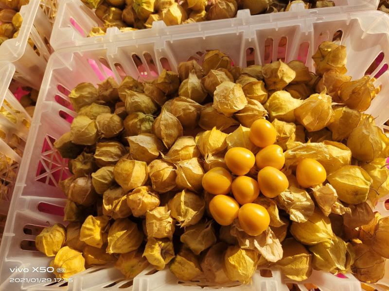 灯笼果，菇娘果一件代发供应所有平台渠道）