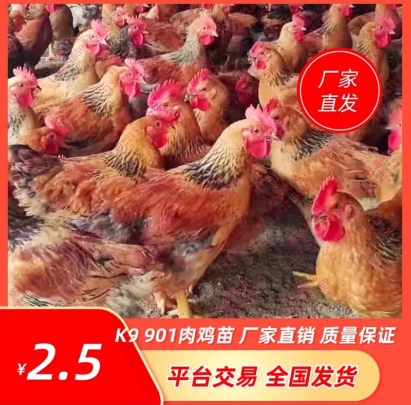 K9鸡苗901、882厂家直销出壳疫苗、包运输包活