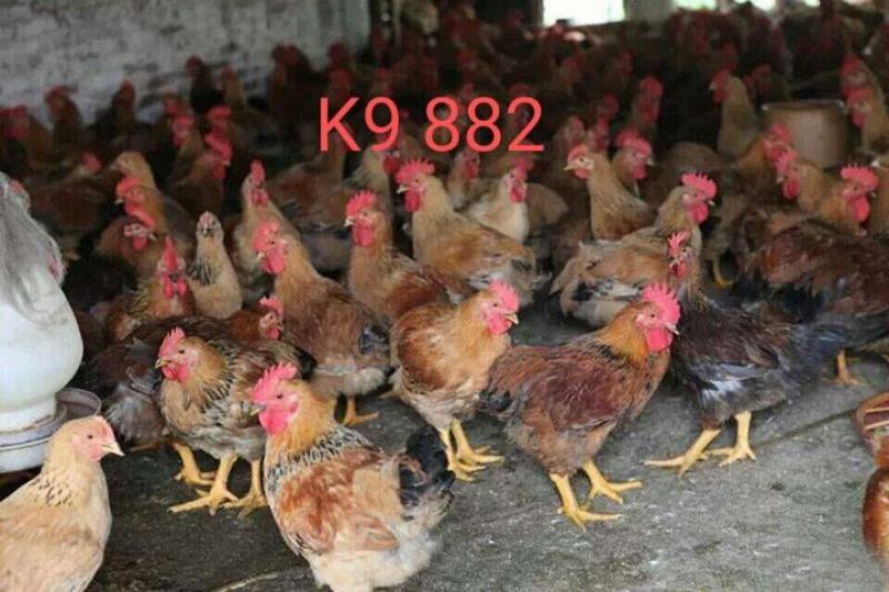 K9鸡苗901、882厂家直销出壳疫苗、包运输包活
