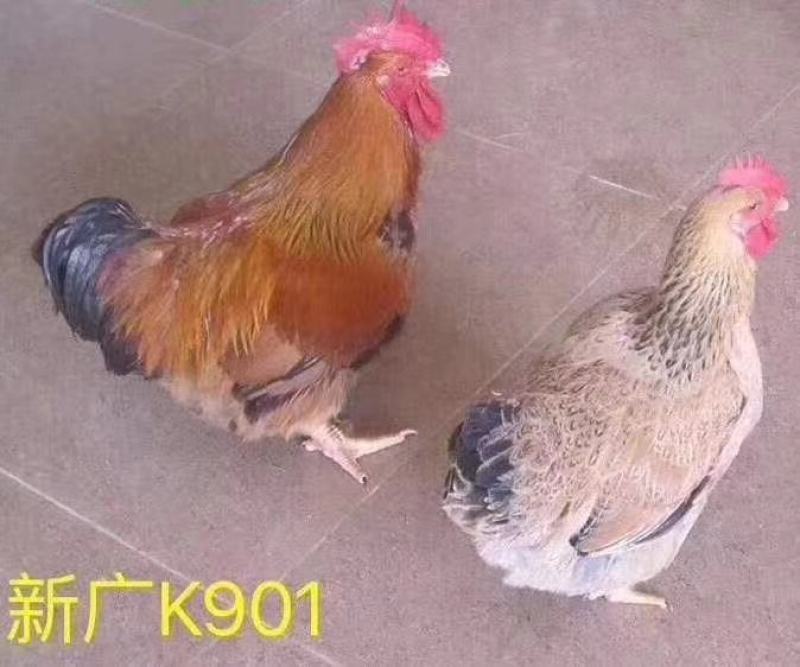 K9鸡苗901、882厂家直销出壳疫苗、包运输包活