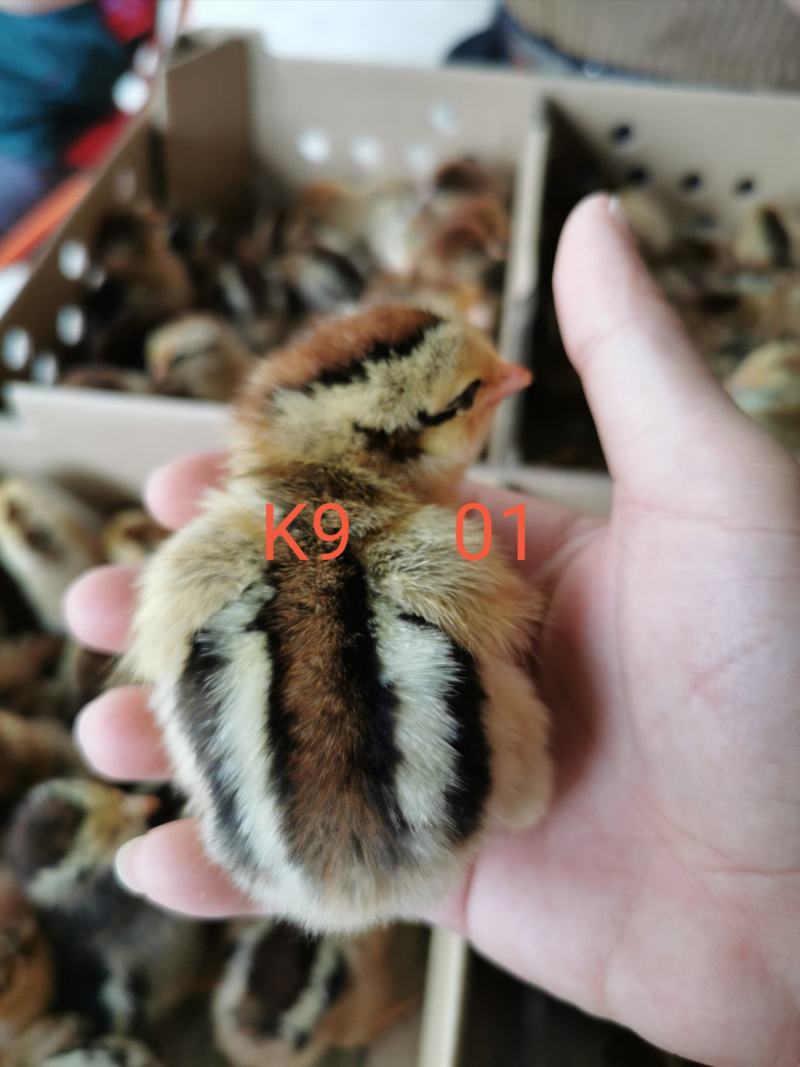 K9鸡苗901、882厂家直销出壳疫苗、包运输包活