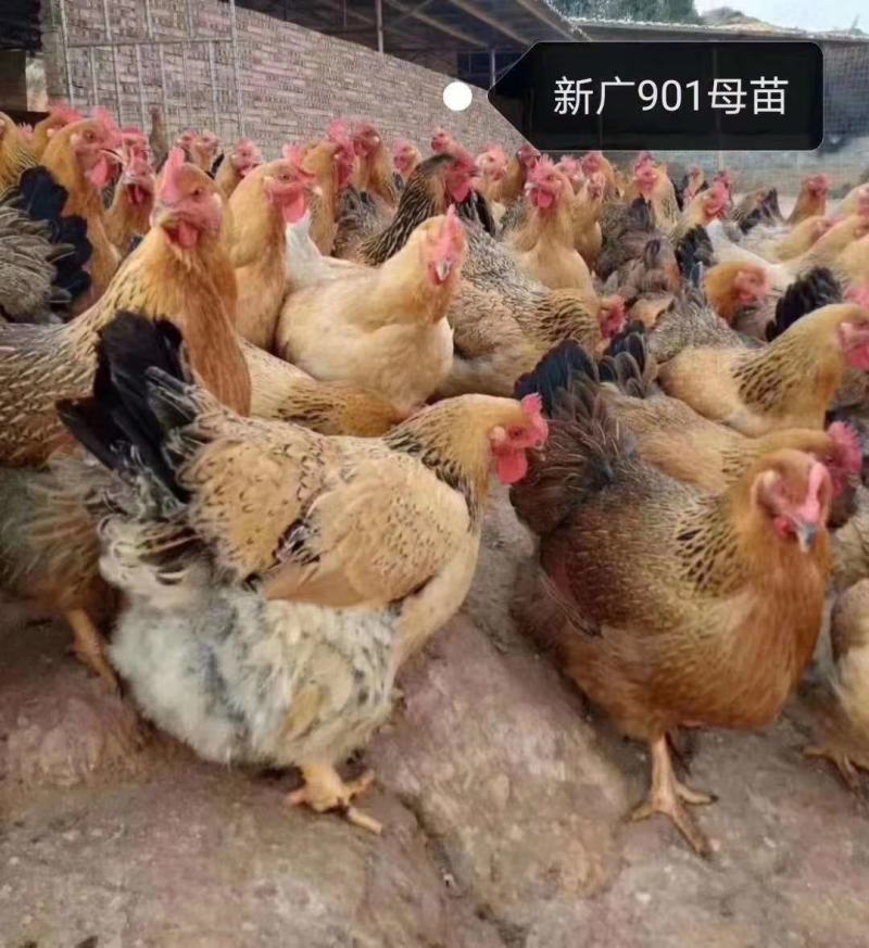 K9鸡苗901、882厂家直销出壳疫苗、包运输包活