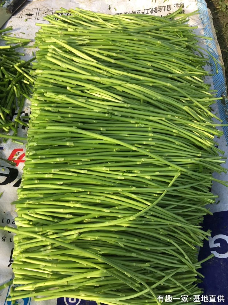 精品芦蒿每日现采长期大量供应附近可送货上门
