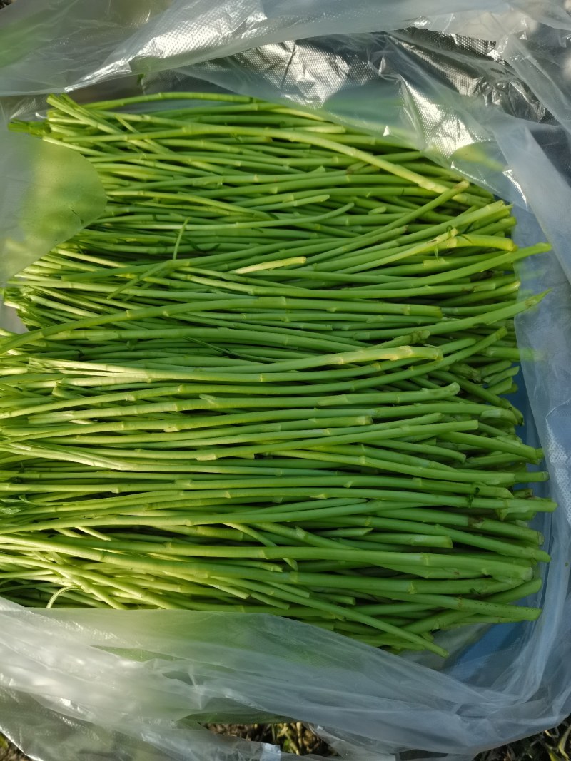 精品芦蒿每日现采长期大量供应附近可送货上门