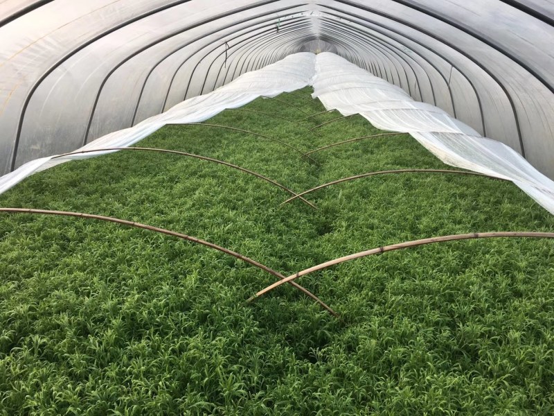 精品芦蒿每日现采长期大量供应附近可送货上门