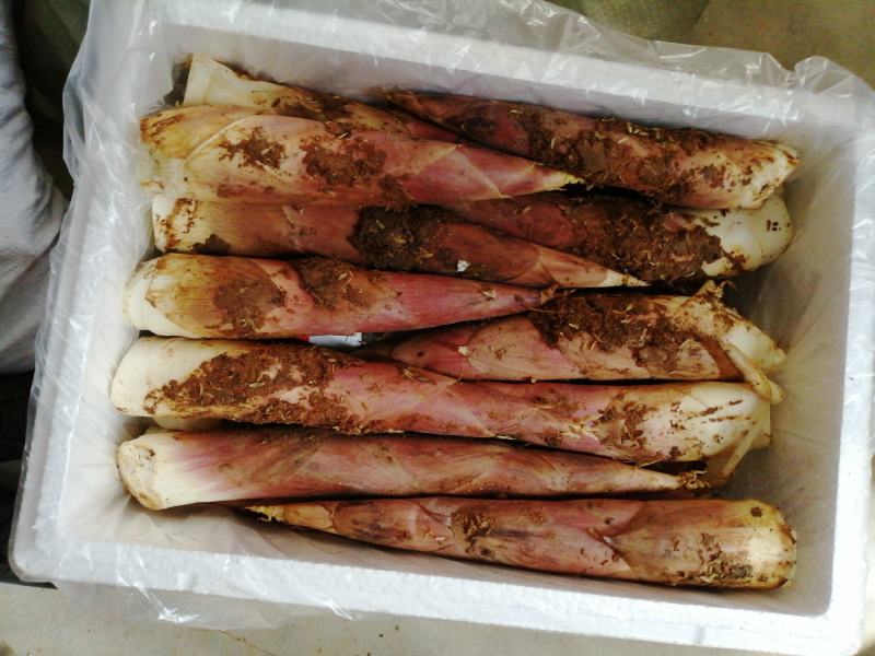 雷笋大量上市，欢迎各位老板前来采购