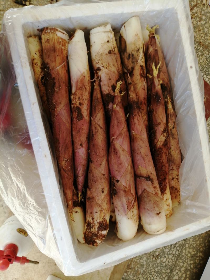 雷笋大量上市，欢迎各位老板前来采购