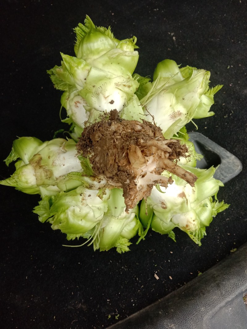 还有几万斤儿菜，需要的联系我