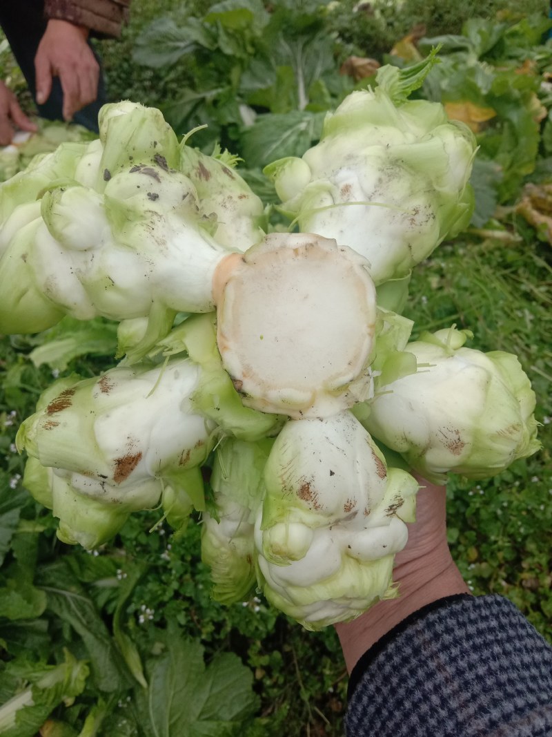 还有几万斤儿菜，需要的联系我