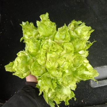 还有几万斤儿菜，需要的联系我