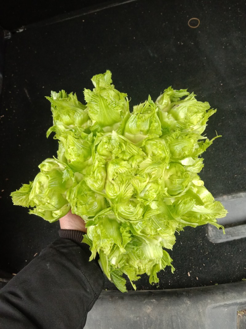 还有几万斤儿菜，需要的联系我