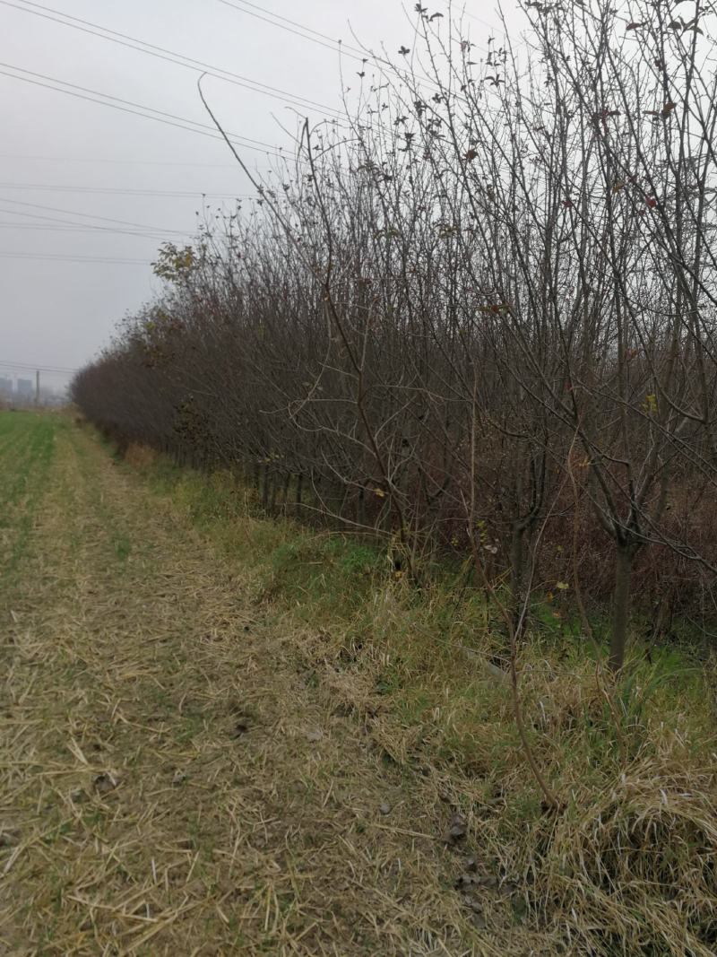 绚丽海棠根直冠正基地直发技术指导欢迎察订购