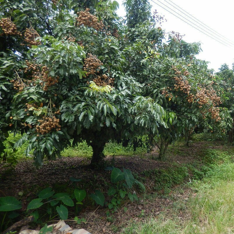 龙眼新鲜应季水果产地特价热带水果龙眼批发另售干桂园龙眼