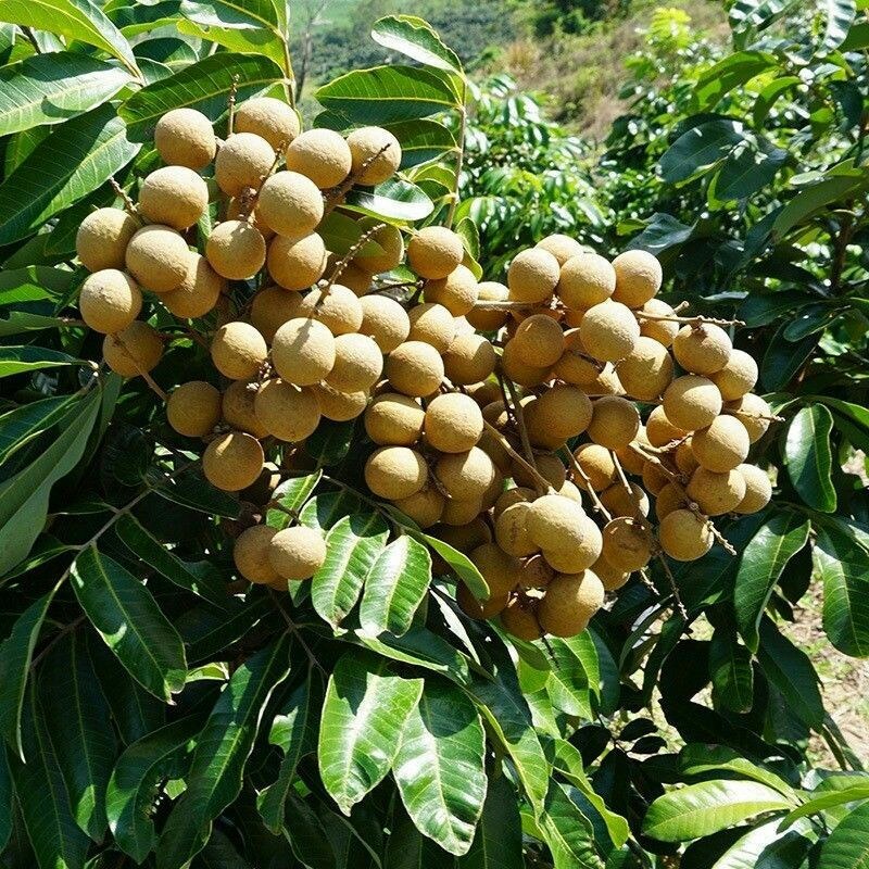 龙眼新鲜应季水果产地特价热带水果龙眼批发另售干桂园龙眼