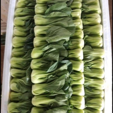 上海青（来自云南高原上的小菜）