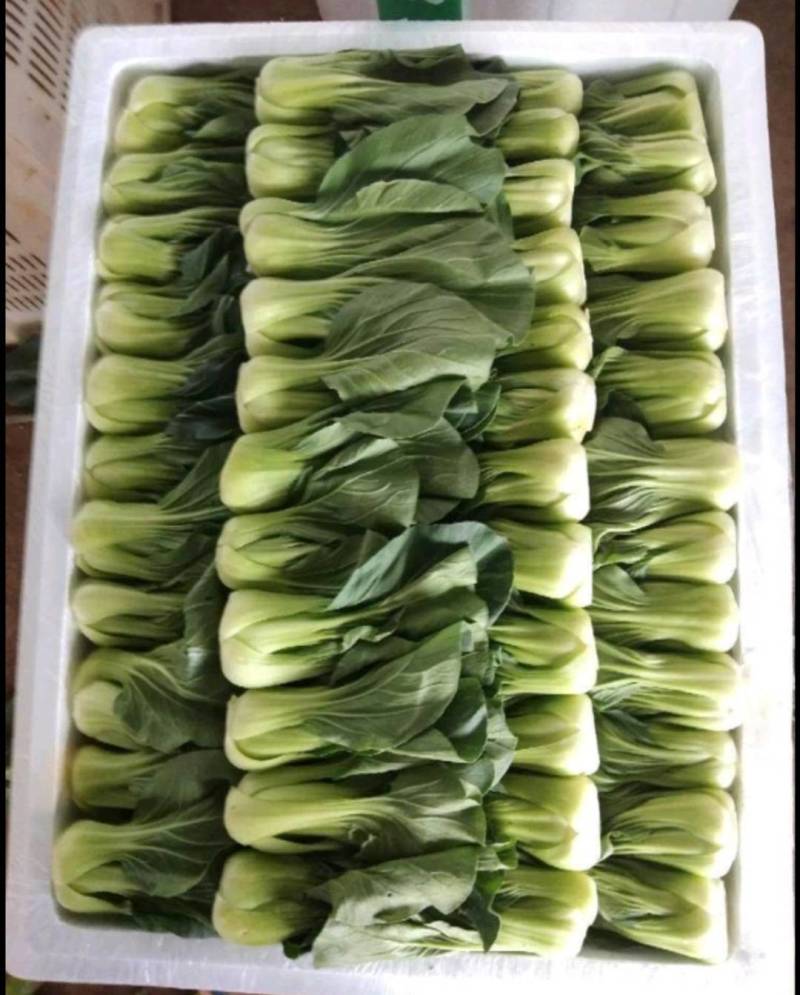 上海青（来自云南高原上的小菜）