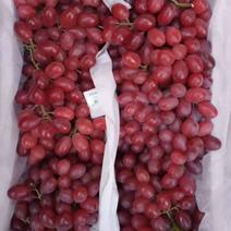 河北克伦生葡萄大量有货，颗粒大，产地直发，