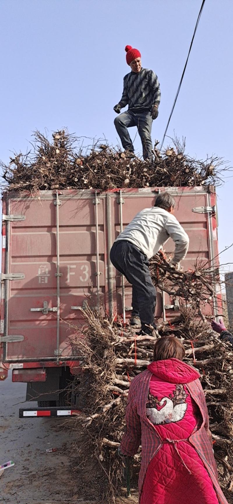葡萄树占地葡萄树阳光玫瑰葡萄树巨峰葡萄树夏黑葡萄