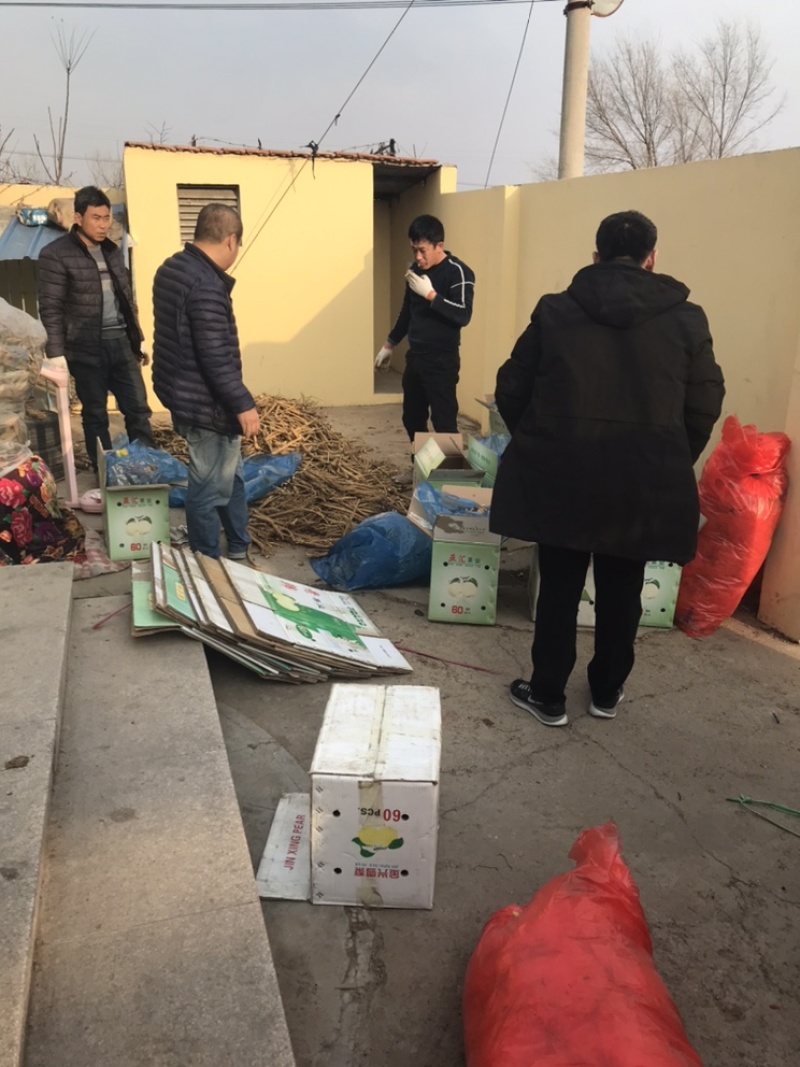 北沙参鲜品(客户要求的规格，就是我应该为你服务的）统货