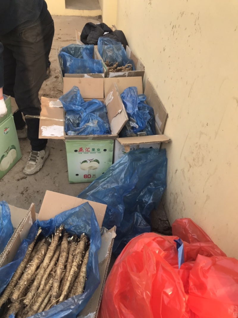 北沙参鲜品(客户要求的规格，就是我应该为你服务的）统货