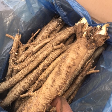 北沙参鲜品(客户要求的规格，就是我应该为你服务的）统货