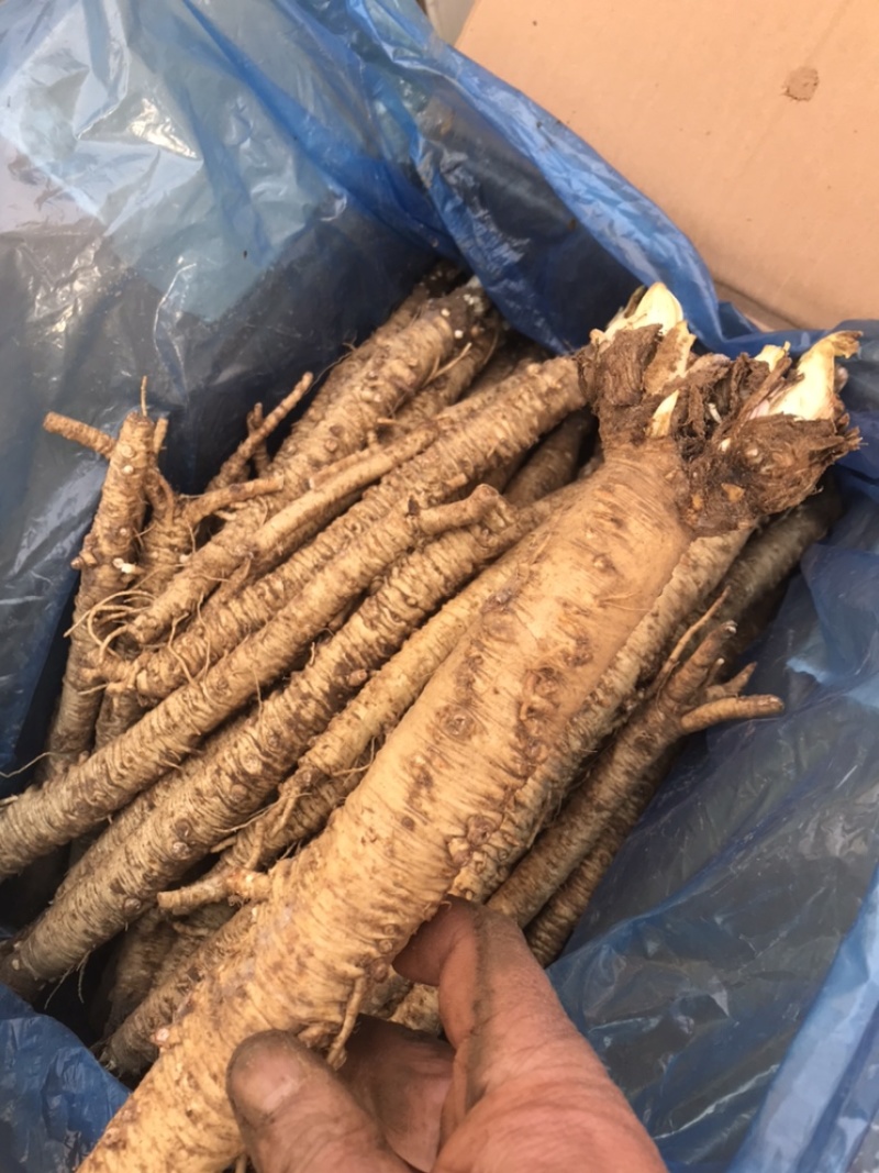 北沙参鲜品(客户要求的规格，就是我应该为你服务的）统货