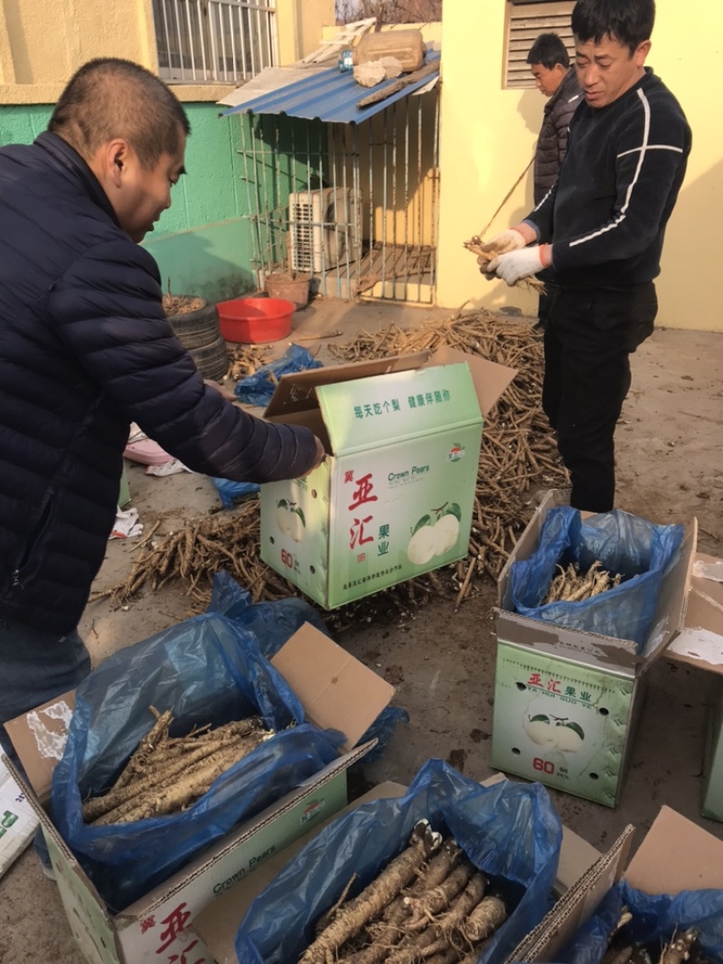 北沙参鲜品(客户要求的规格，就是我应该为你服务的）统货