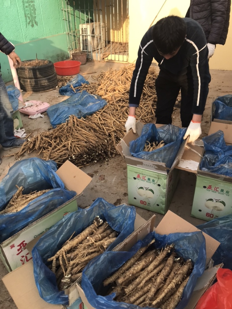 北沙参鲜品(客户要求的规格，就是我应该为你服务的）统货
