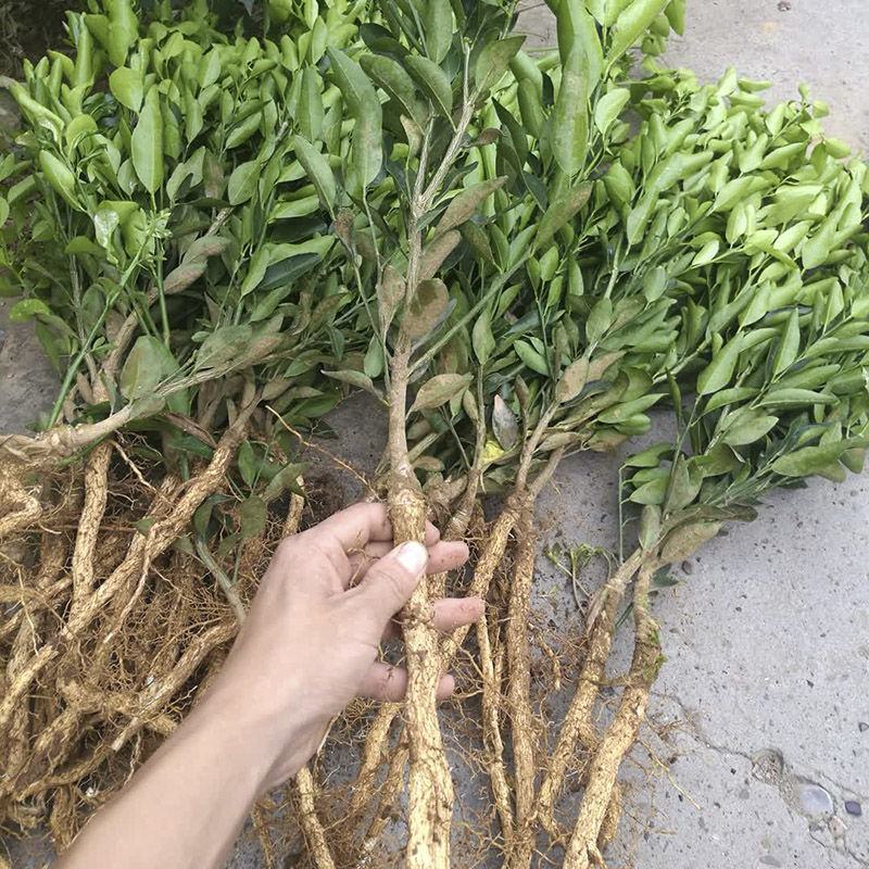 脆蜜金桔苗带果脆皮金桔树苗巨无霸嫁接大果金柑盆栽地栽