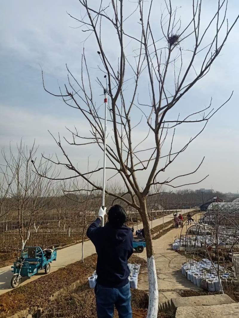 碧根果苗～美国薄壳山核桃～长寿果苗