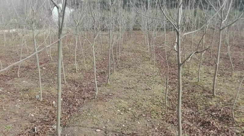 碧根果苗～美国薄壳山核桃～长寿果苗