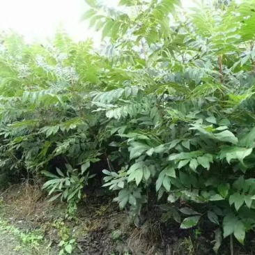 碧根果苗～美国薄壳山核桃～长寿果苗