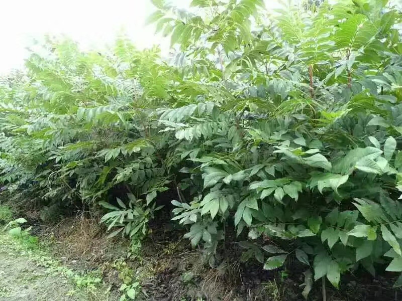 碧根果苗～美国薄壳山核桃～长寿果苗