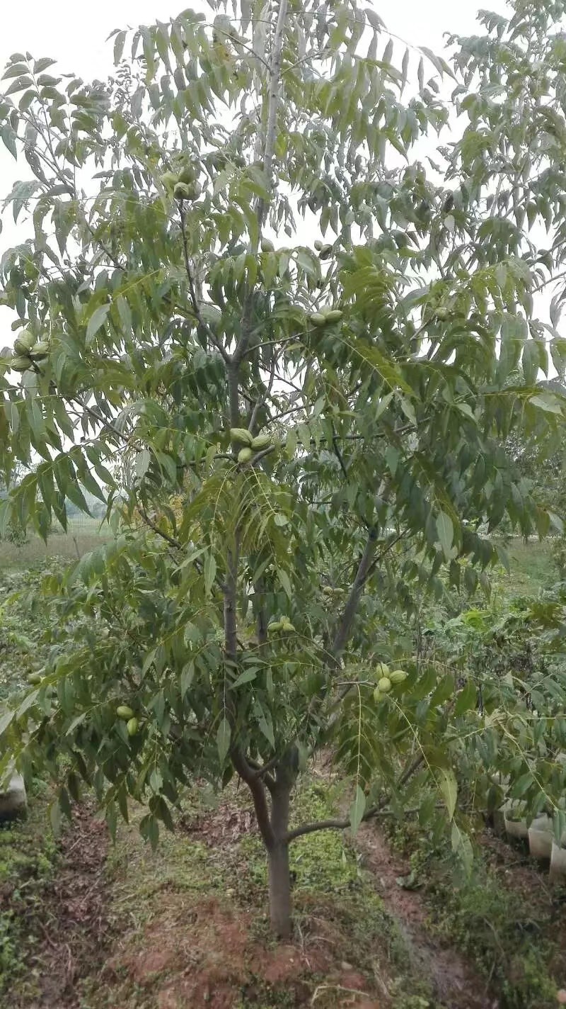 碧根果苗～美国薄壳山核桃～长寿果苗