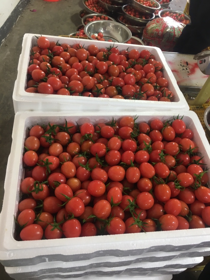 广西田阳千禧圣女果大量上市货源足有需要的朋友可以联系我