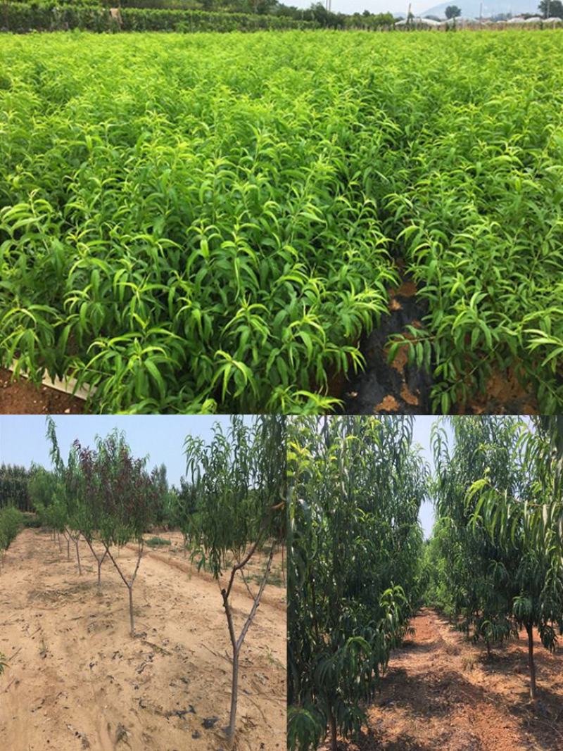中油四号桃苗，现起现发货，保证纯度保证质量，免费提供种植