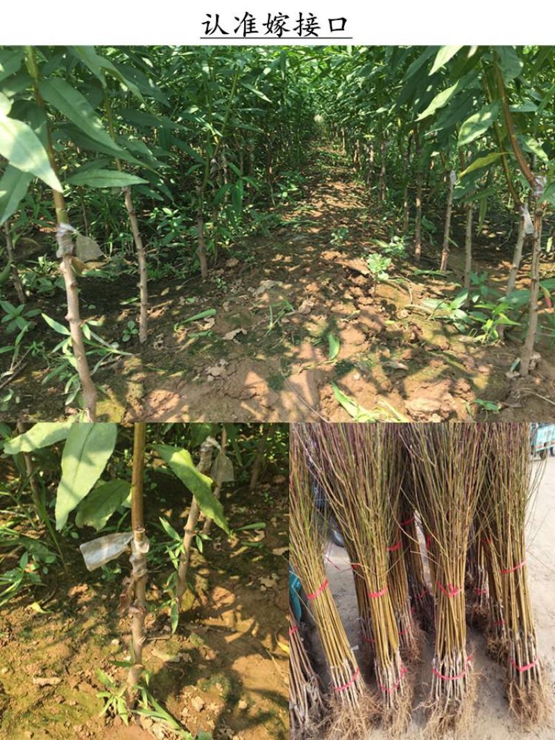 中油四号桃苗，现起现发货，保证纯度保证质量，免费提供种植