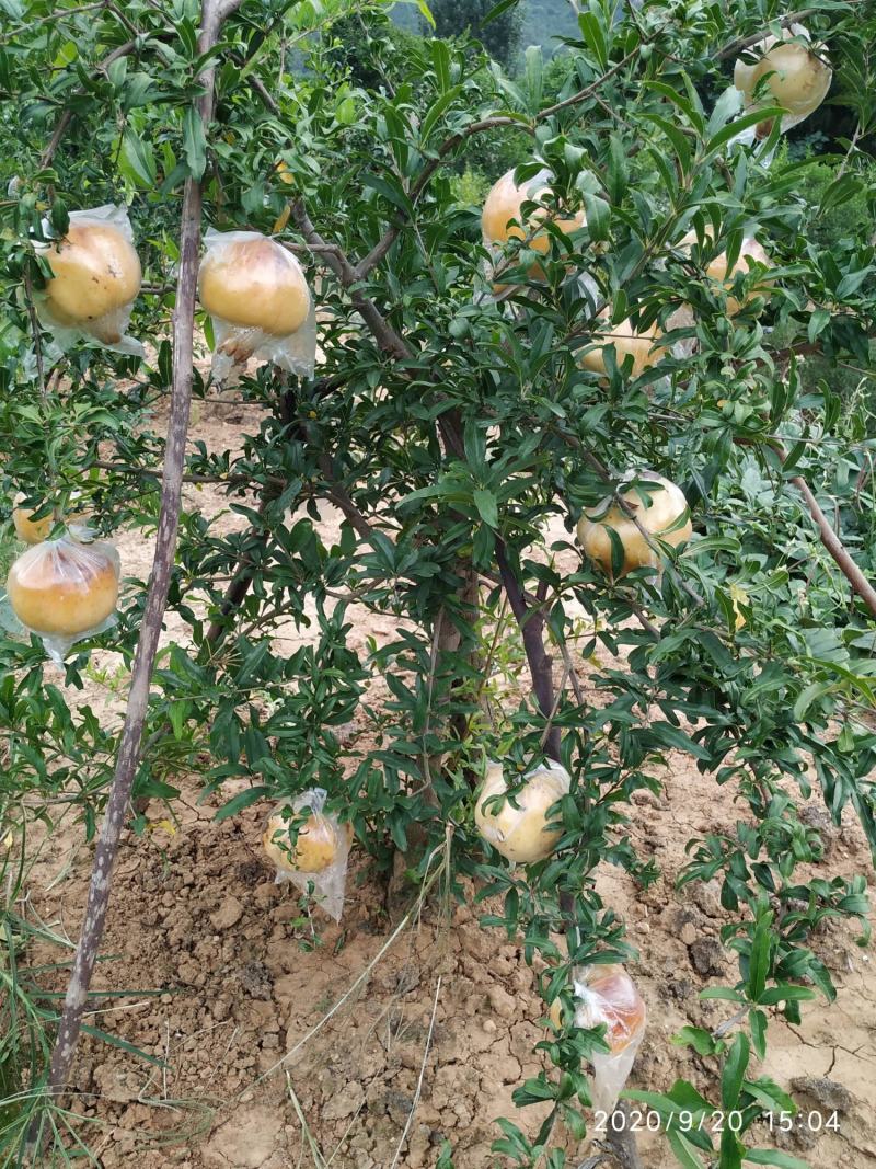 石榴苗，怀远白花玉石籽石榴树苗，白玉石榴树苗。