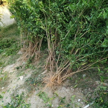 石榴苗，怀远白花玉石籽石榴树苗，白玉石榴树苗。