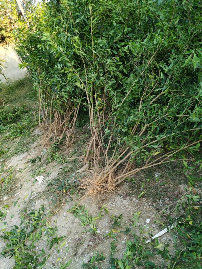 石榴苗，怀远白花玉石籽石榴树苗，白玉石榴树苗。