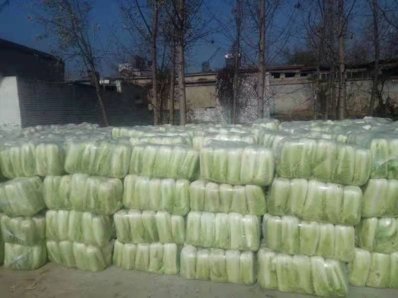 山东平阴北京新三号白菜大量供应，质量好，欢迎选购。