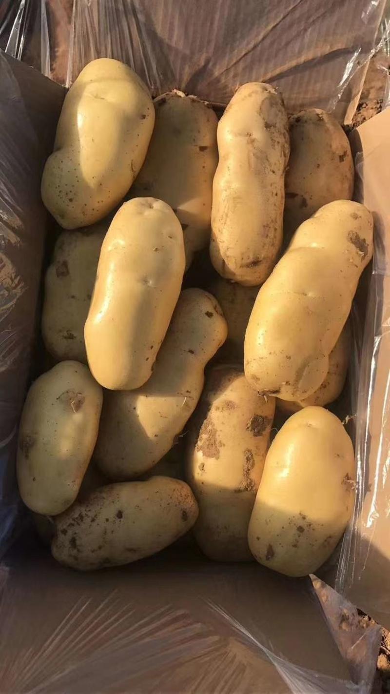 山东肥城(平阴)荷兰十五土豆大量供应，冷藏直销，量大从优
