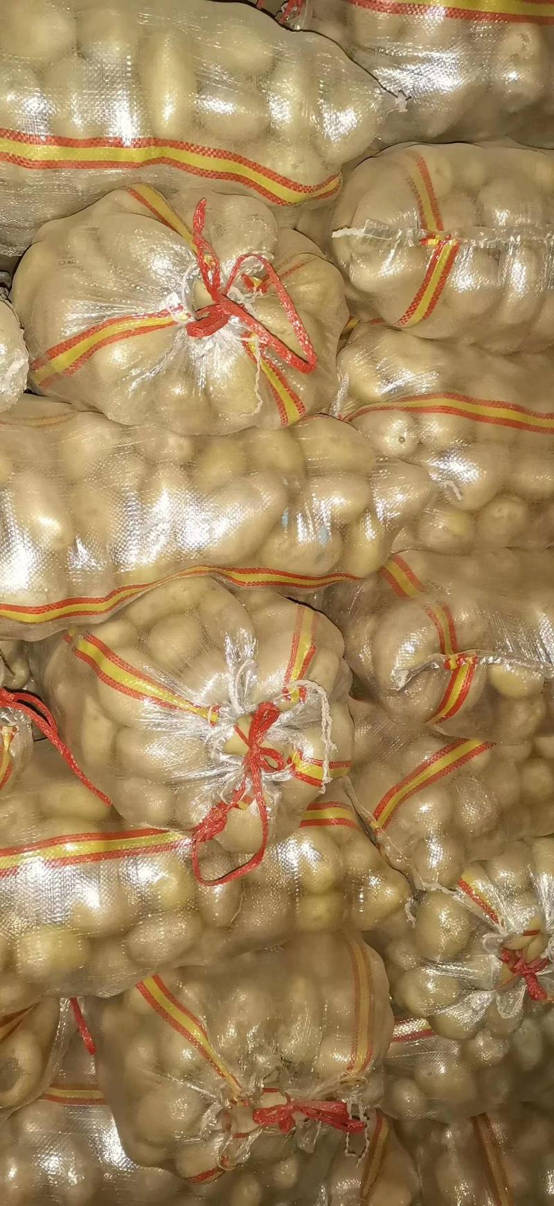 山东肥城(平阴)荷兰十五土豆大量供应，冷藏直销，量大从优